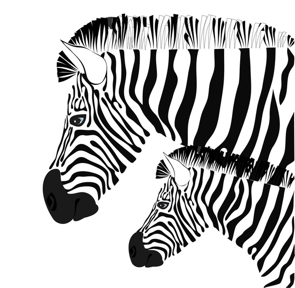 Zebra and baby - Vector, Image