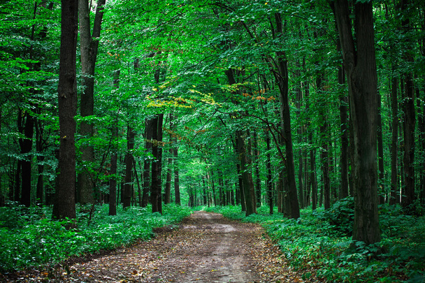 beautiful green forest - Photo, Image