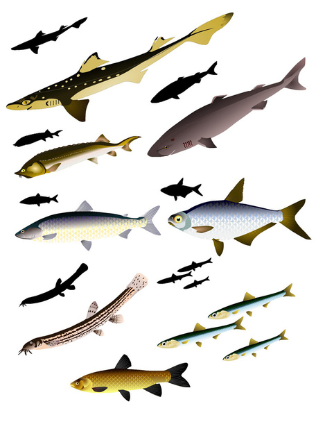 collection of vector images of fish - Vecteur, image