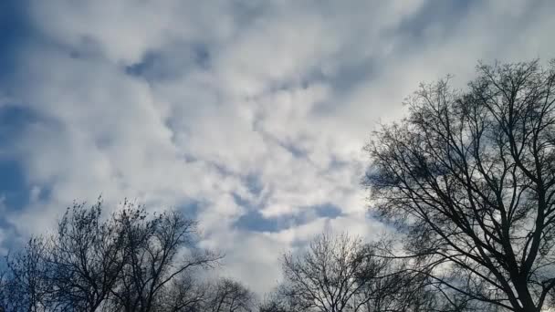 timelapse shot of blue and grey clouds in blue sky and leafless trees - Footage, Video
