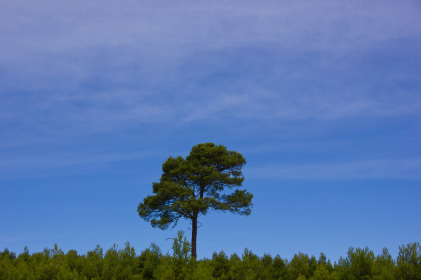 osamělý strom v lese, Evropa, Francie - Fotografie, Obrázek