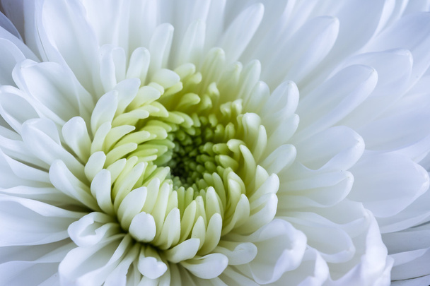 macro van een witte chrysant - Foto, afbeelding
