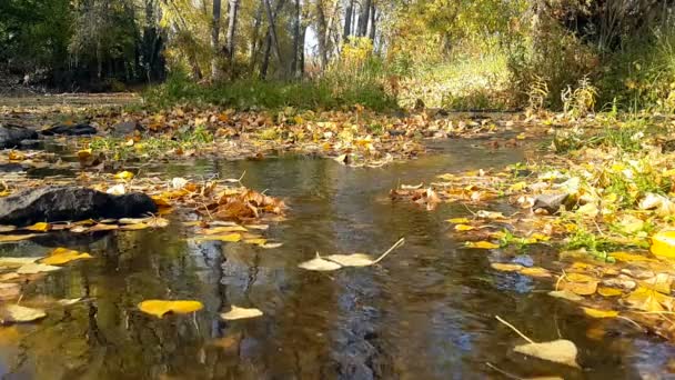 Folhas de álamo amarelo rodopiando na corrente de água no outono
 - Filmagem, Vídeo