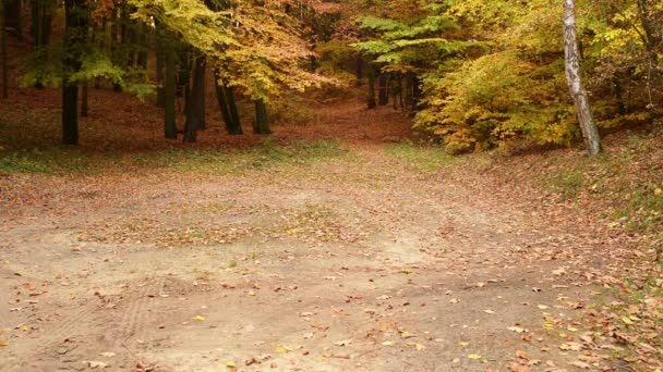 Niña hermosa en el parque de otoño de la ciudad
 - Metraje, vídeo