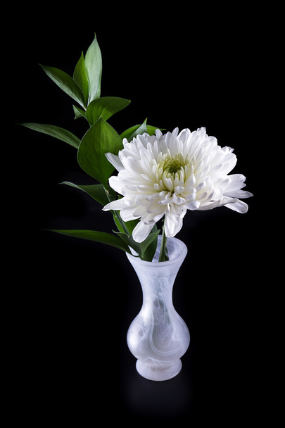 macro of a white Chrysanthemum - Photo, Image