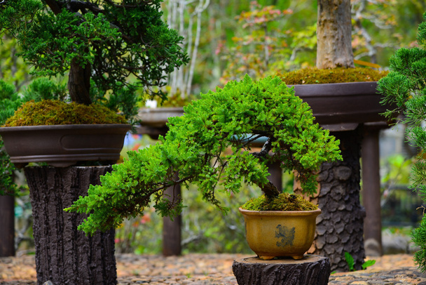 Bonsai im Garten - Foto, Bild
