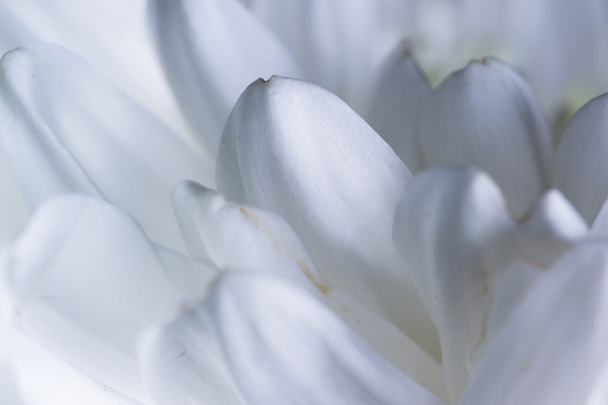 macro de los pétalos de un crisantemo blanco
  - Foto, imagen