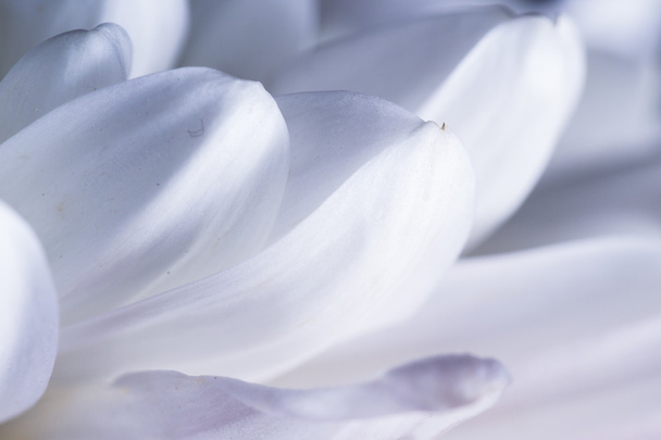 macro of a white Chrysanthemum's petals  - Photo, Image