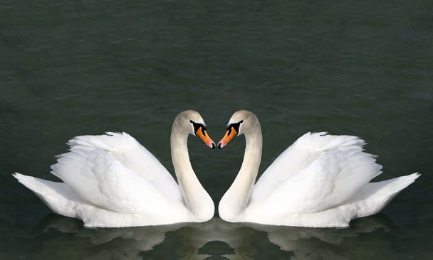 Белые лебеди в воде. - Фото, изображение