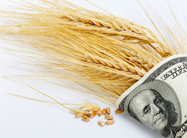 Wheat and dollar banknote in close up - Φωτογραφία, εικόνα