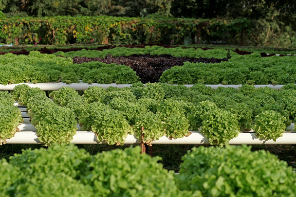 organicznych hydroponicznych warzyw - Zdjęcie, obraz