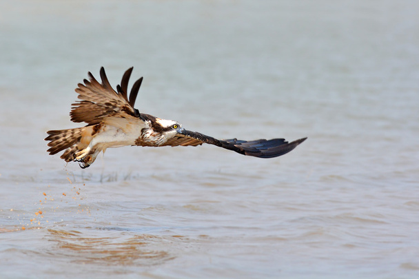Beautiful Osprey bird - Zdjęcie, obraz