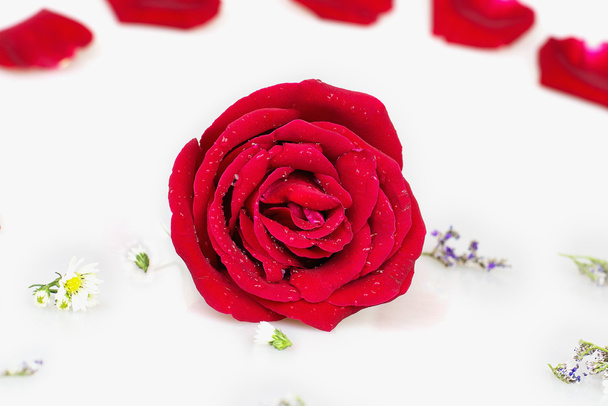 Rote Rose mit weißem Hintergrund - Foto, Bild