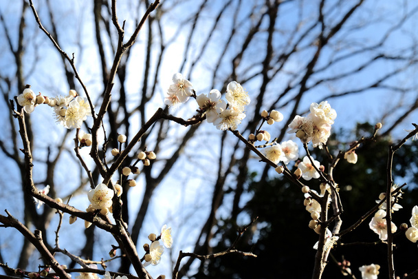 Plum blossom tree in japan - Φωτογραφία, εικόνα