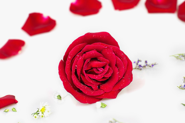 Red rose with white background - Valokuva, kuva