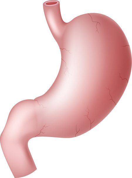 Esimerkki ihmisen vatsasta - Vektori, kuva