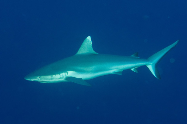 Tiburón gris listo para atacar bajo el agua
 - Foto, Imagen