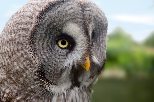 Great Grey Owl - Fotoğraf, Görsel