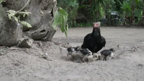 View of black broody walks with chicks - Metraje, vídeo