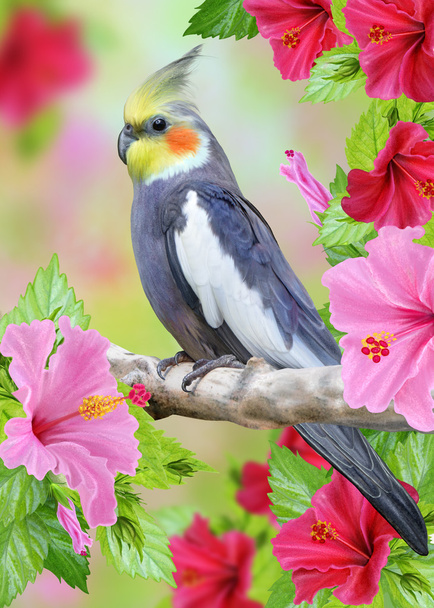 large gray parrot on a background of pink hibiscus flowers - Фото, изображение