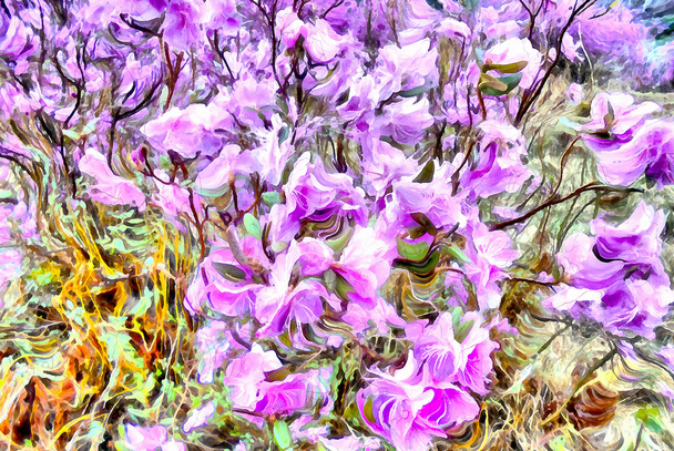 Na początku wiosny, kwiatach górskich Ledum - Zdjęcie, obraz