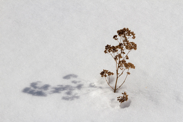 dry grass in the snow - 写真・画像