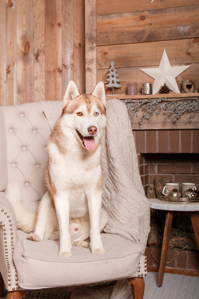 Dog breed siberian husky, portrait dog on a studio color background, Christmas and New Year. Dog lying near fireplace - 写真・画像