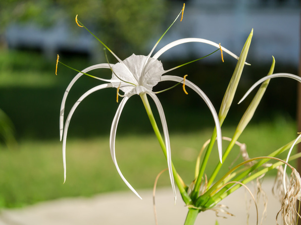 Crinum Lily, Cape Lily, Poison Bulb, Spider Lily. - Photo, Image