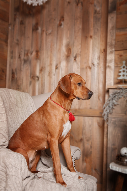 Rodesian Ridgeback dog in new year interior. - 写真・画像