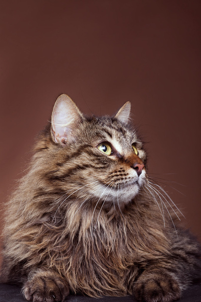 Cat in studio looking away from camera on brown background - Photo, Image