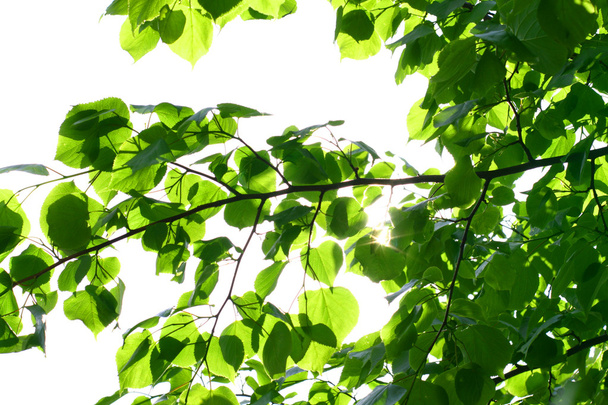 ongelooflijke groene blad gebladerte - Foto, afbeelding