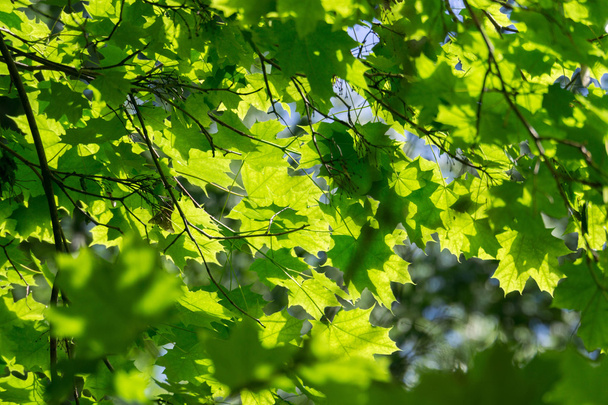 Sunny Green Maple Leaves - Photo, Image