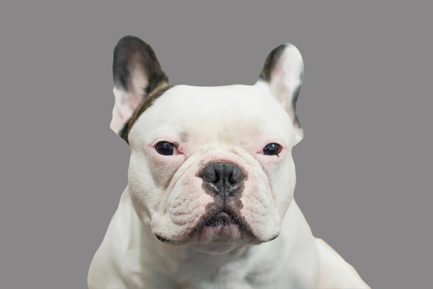 Movimento confuso, bulldog francese bianco. percorso di ritaglio
 - Foto, immagini