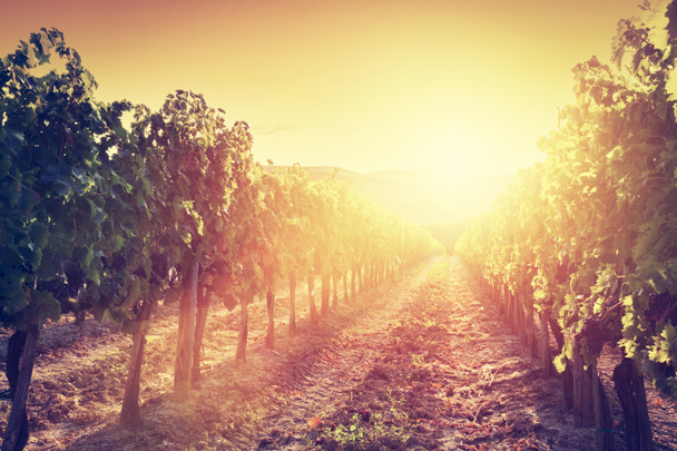 Wijngaard landschap in Toscane - Foto, afbeelding