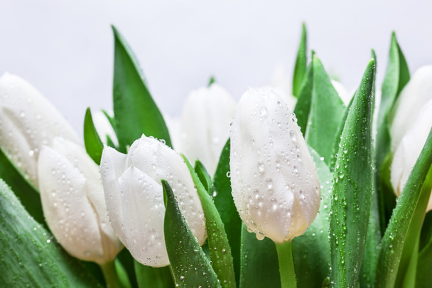 Fresh white tulip bouquet - Photo, Image