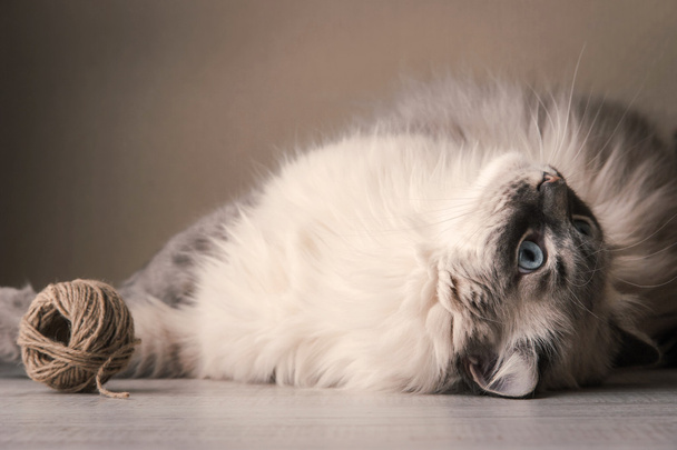 Siberian cat playing with clew - 写真・画像