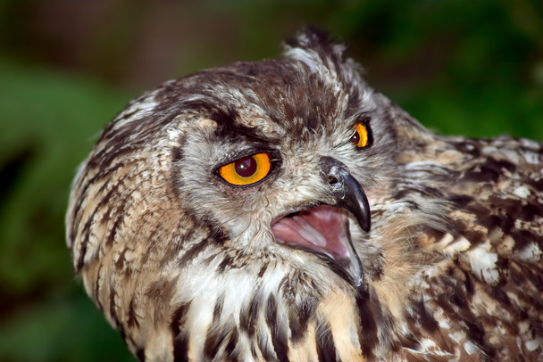Agressive owl - Foto, Imagen