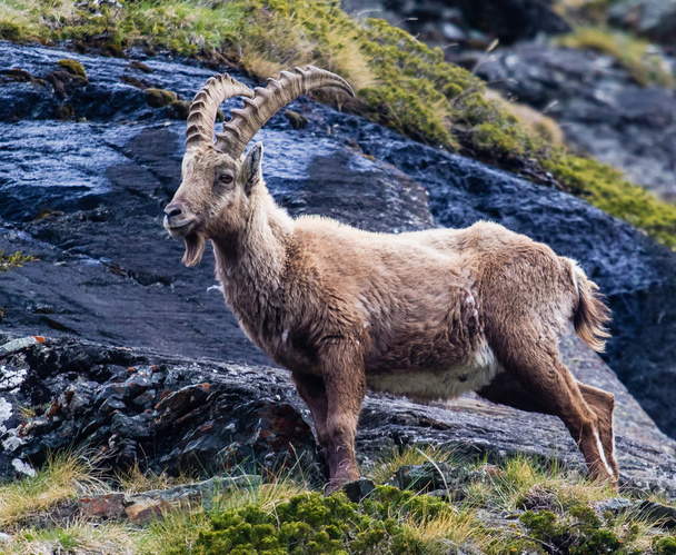 Noble male ibex - Photo, Image
