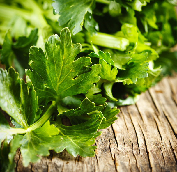 Fresh celery leaves - Foto, Imagen