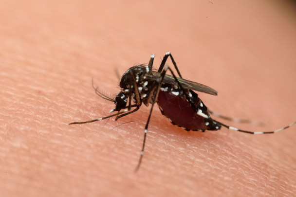 血を吸う蚊のマクロ - 写真・画像