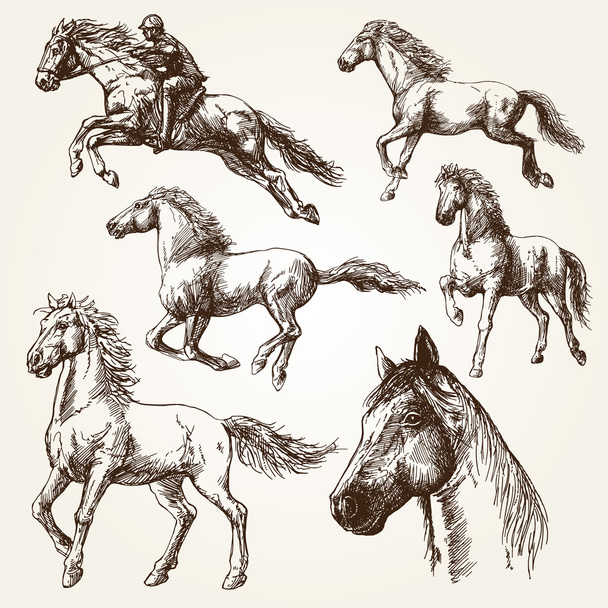 Horses. Hand drawn set. - Vektori, kuva