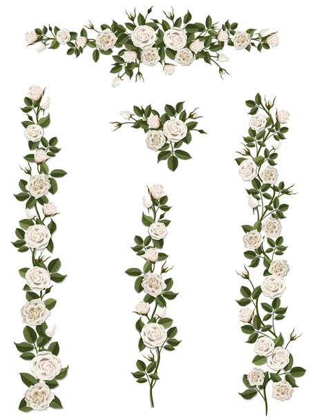 set brushes flowers climbing white roses - Vector, Image