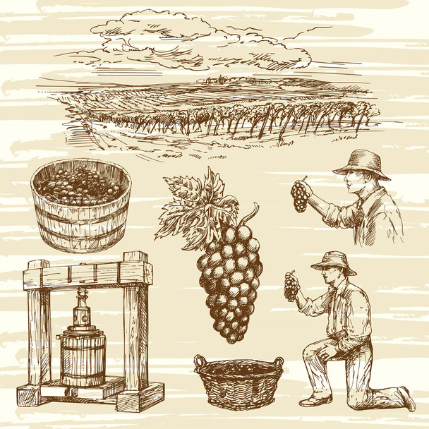 ブドウ畑、手描きコレクション - ベクター画像