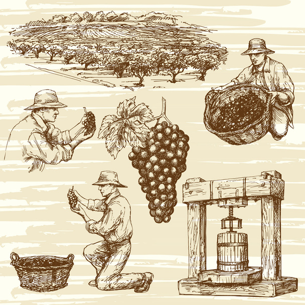 vinice, ručně kreslenou kolekce - Vektor, obrázek