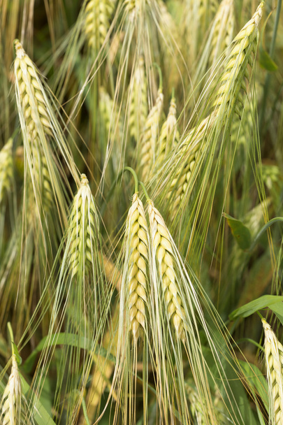 Detail Corn bodce v létě příroda - Fotografie, Obrázek