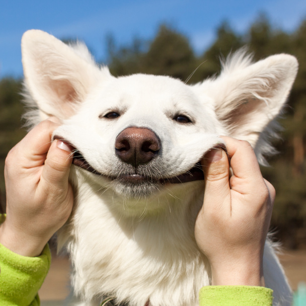 Swiss çoban köpeği gülümsüyor - Fotoğraf, Görsel