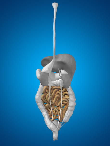 кишечный орган и пищеварительная система i
 - Фото, изображение