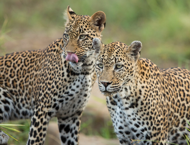 Два африканских леопарда предупреждают Крюгер Парк ЮАР
 - Фото, изображение