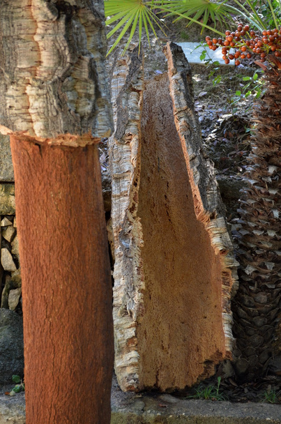 Corteccia di sughero appena raccolta - quercus suber - esposta dalla raccolta di un'ascia da sughero in Sardegna
 - Foto, immagini