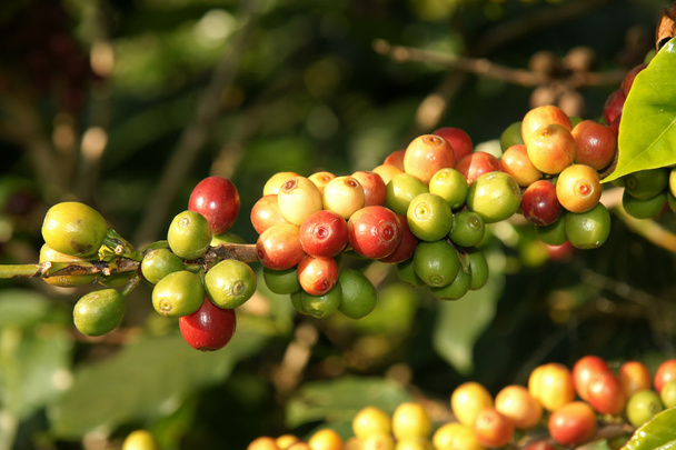 チェンマイ タイで木の上のコーヒー豆 - 写真・画像